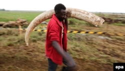 FILE - A Kenya Wildlife Service (KWS) worker carries a tusk of an elephant to a burning site at the KWS headquarters in Nairobi, Kenya, April 20, 2016. During the Giants Club Summit on Friday, African countries were encouraged to destroy their ivory stockpiles. 