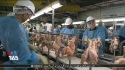 اختلاف در مذاکرات تجاری لندن و واشنگتن بر سر استاندارد مرغ و گوشت تولیدی آمریکا
