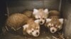 A 'Unique Situation': Red Panda Triplets Born in Virginia
