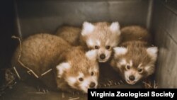 Red panda triplets who were born at the Virginia Zoo in Norfolk.(Virginia Zoological Society - Red Pandamonium Auction) 