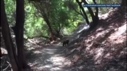 Калифорнийский медведь