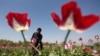 An Afghan man works on a poppy field in Jalalabad province April 17, 2014.