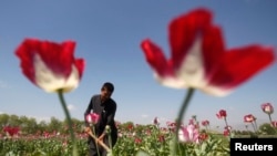 Seorang pria Aghan sedang menggarap ladang poppy atau candu di Provinsi Jalalabad, 17 April 2014.