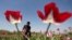 FILE - An Afghan man works on a poppy field in Jalalabad province April 17, 2014.