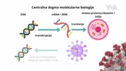 Infografika: Centralna dogma molekularne biologije