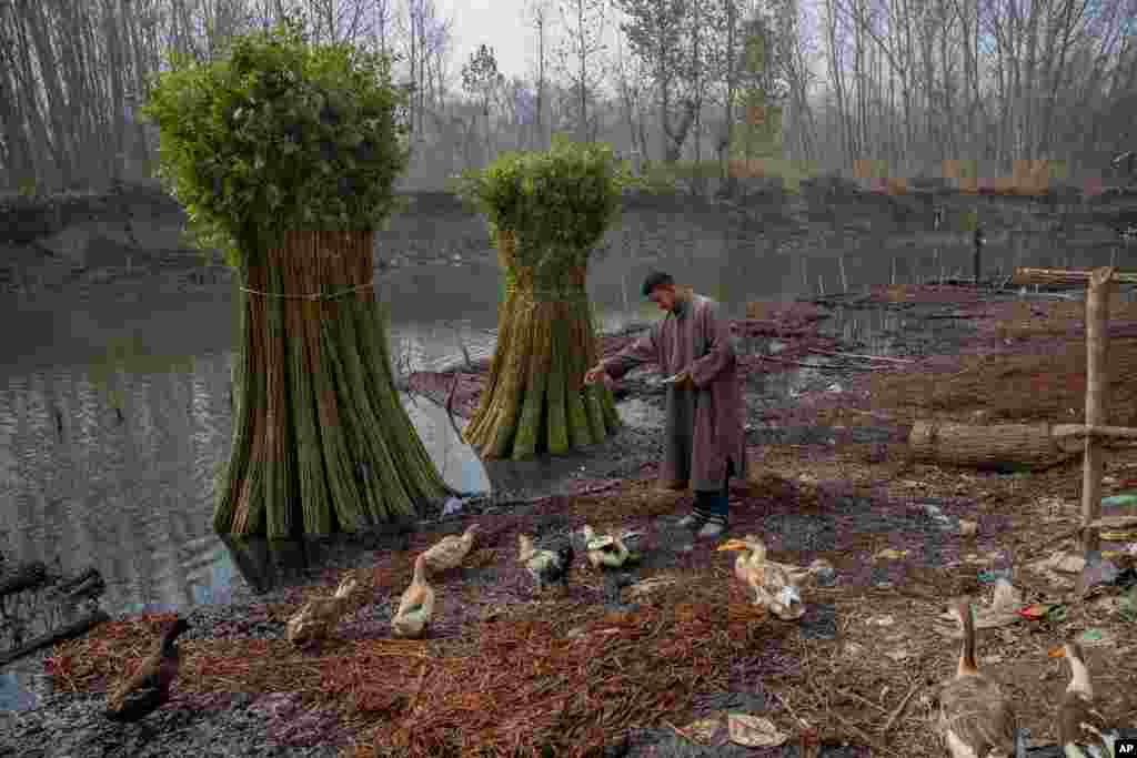 A villager feeds the domestic fowl on the outskirts of Srinagar, Indian-controlled Kashmir.
