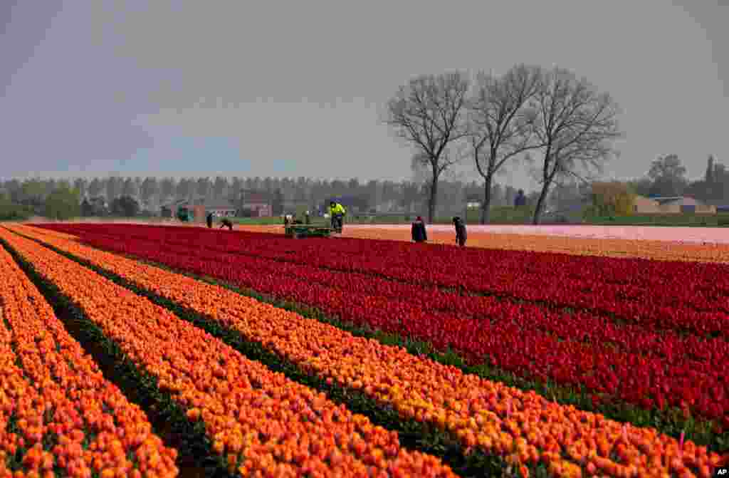یک مزرعه بزرگ انواع گل‌های لاله در میردانک، بلژیک