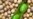 Researchers Unravel Soybean's Genetic Code