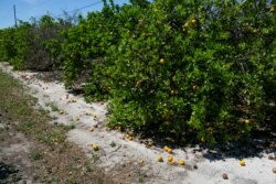 Ripe and rotten oranges due to the lack of workers for harvesting are seen at a farm in Lake Wales, Florida, April 1, 2020.