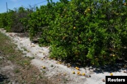Ripe and rotten oranges due to the lack of workers for harvesting are seen at a farm in Lake Wales, Florida, April 1, 2020.