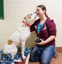 Getting some love at the Dane County Humane Society in Madison, Wisconsin (courtesy Dane County Humane Society)
