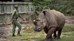 'Zoom Safaris' Rise During COVID-19 Pandemic