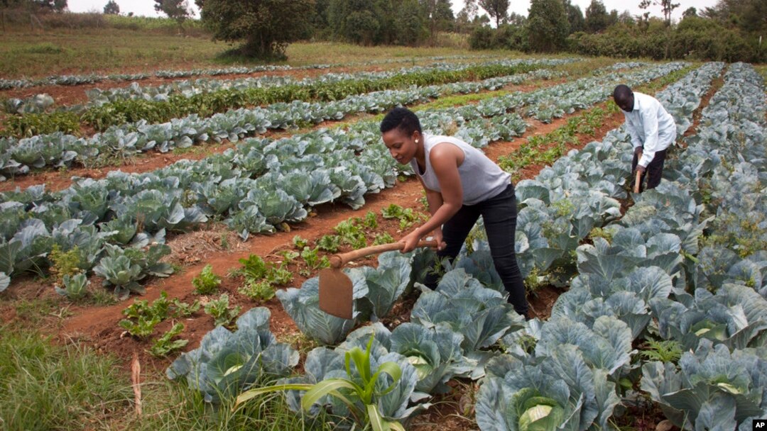 FILE - Cabbages are cultivated at a farm in Limuru, near Nairobi, Kenya, Jan. 17, 2018.
