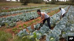 FILE - Cabbages are cultivated at a farm in Limuru, near Nairobi, Kenya, Jan. 17, 2018.