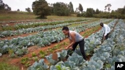 FILE: Cabbages are cultivated at a farm in Limuru, near Nairobi, Kenya, Jan. 17, 2018.