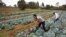 FILE: Cabbages are cultivated at a farm in Limuru, near Nairobi, Kenya, Jan. 17, 2018.