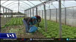 Vështirësitë e fermerëve shqiptarë