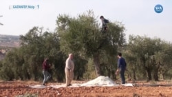 Gaziantep’in Ünlü Zeytini İçin Hasat Vakti