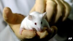 Araştırmacılar B3 vitaminine benzeyen bir maddenin yüksek seslere maruz kalan farelerin duyma sinirlerini koruduğunu ortaya çıkardı. Bu vitamin, nikotinamid ribosid ya da kısaca NR.