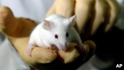 FILE: New research indicates that exposing laboratory mice to air pollution affects their brain development.