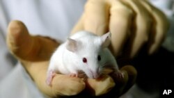 FILE - A mouse looks on at an Argentine laboratory in Buenos Aires.