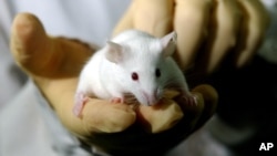 FILE - A researcher holds a laboratory mouse. Scientists have developed a compound that both cured and prevented malaria in animals.