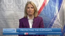 Kristin Davis Talks About Her Work to Stop Elephant Poaching