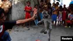FILE - A trained monkey jumps through a hoop during a Topeng Monyet (Monkey Mask) show, a traditional Indonesian street performance, in east Jakarta.