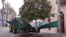 Rung cây nhặt cam ở Tây Ban Nha