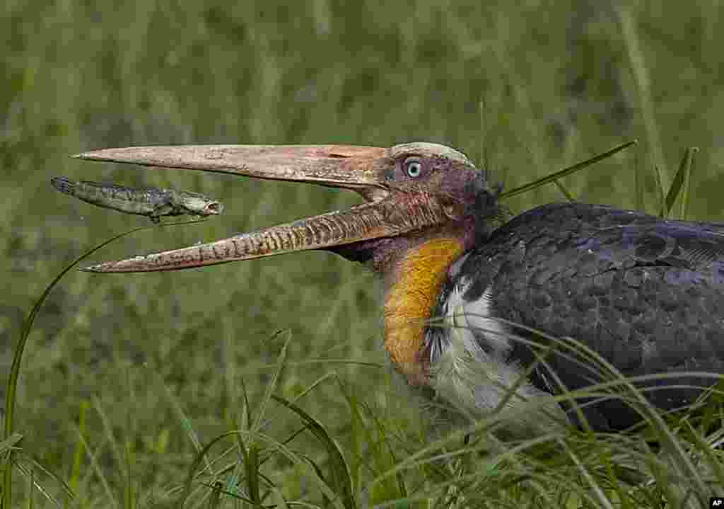 An adjutant stork gulps a fish in Pobitora wildlife sanctuary on the outskirts of Gauhati, India.