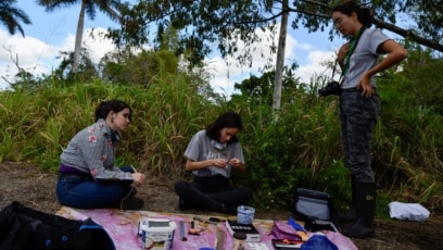 Cuban Biologists Solve Mysteries of Bird Migration