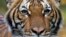 Nadia, a 4-year-old female Malayan tiger at the Bronx Zoo, that the zoo said on April 5, 2020 has tested positive for coronavirus disease (COVID-19) is seen in an undated handout photo provided by the Bronx zoo in New York. WCS/Handout via REUTERS