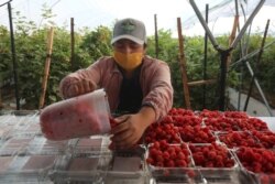 Muchas organizaciones para la defensa de los derechos de los trabajadores del campo han denunciado que no siempre cuentan con los recursos para la debida protección de las personas.