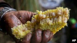 FILE - Nepalese honey hunters eat bee larvae after harvesting honey in Dolakha, 115 miles east of Kathmandu, Nepal, November 19, 2021. High up in Nepal's mountains, groups of men risk their lives to harvest much-sought-after wild honey from hives on cliffs.