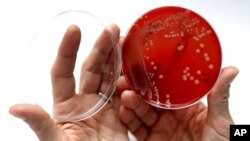 Las superbacterias son inmunes a la mayoría de los antibióticos por lo que su propagación es rápida y a menudo, díficil de controlar.
