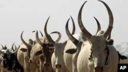 Cattle are a source of prestige and wealth in South Sudan and are seen by some officials as a cause of insecurity. (AP)