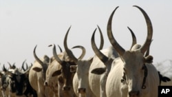 Cattle in Warrap State South Sudan (file photo 2009)
