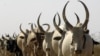 Cattle in Warrap State South Sudan (file photo 2009)