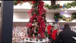 SHORT VIDEO: Կարճահասակ եղևնիները