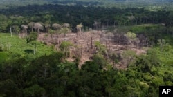 Pohon-pohon tumbuh di area yang baru saja mengalami penggundulan hutan, sebagaimana diidentifikasi oleh agen dari Institut Chico Mendes, di Cagar Alam Ekstraktif Chico Mendes, negara bagian Acre, Brazil, Kamis, 8 Desember 2022. (Foto: AP)