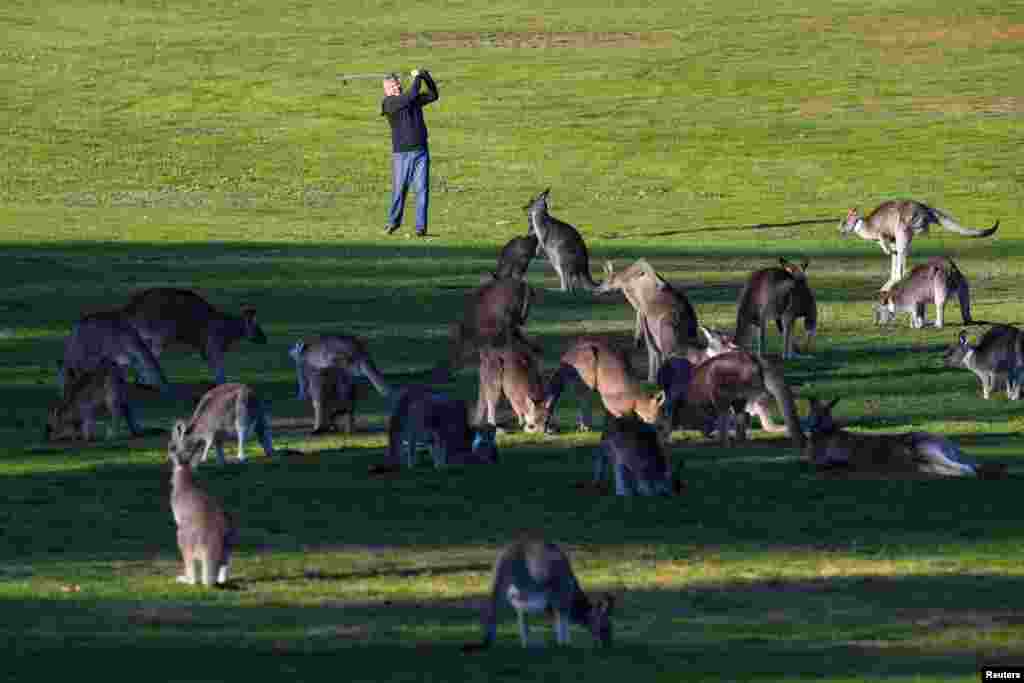 Pegolf Bruce Gibbons dikerumuni oleh puluhan kanguru yang ikut merumput di sebuah lapangan golf di Canberra, Australia.