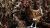 Bird Flu Spreads to Third Location in Ivory Coast