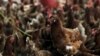 Two South Africa Bird Flu Outbreaks