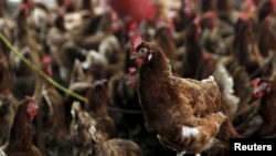 FILE: In a previous bird flu outbreak, bird flu-contaminated chickens are seen at a farm in the village of Modeste, Ivory Coast. Taken Aug. 14, 2015. South Africa reportedl two bird flu outbreaks east of Johannesburg on June 26, 2023. 