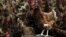 FILE - Chickens with H5N1 virus.