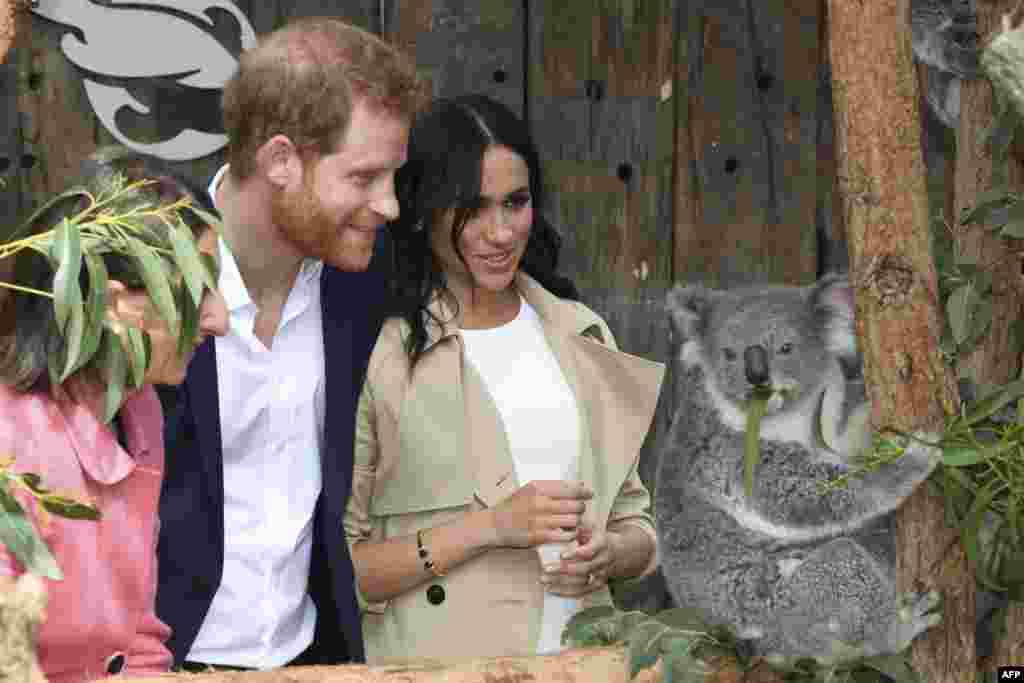 بازدید شاهزاده هری و همسرش مگان از باغ وحش تارونگا در سیدنی استرالیا. آنها به تازگی خبر داده اند در انتظار فرزندی هستند.