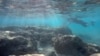 Hawaii Finds Snorkeling as Top Cause of Tourist Drownings