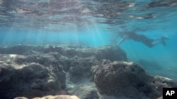 FILE - A man snorkels in Oahu's Hanauma Bay near Honolulu, May 6, 2016.