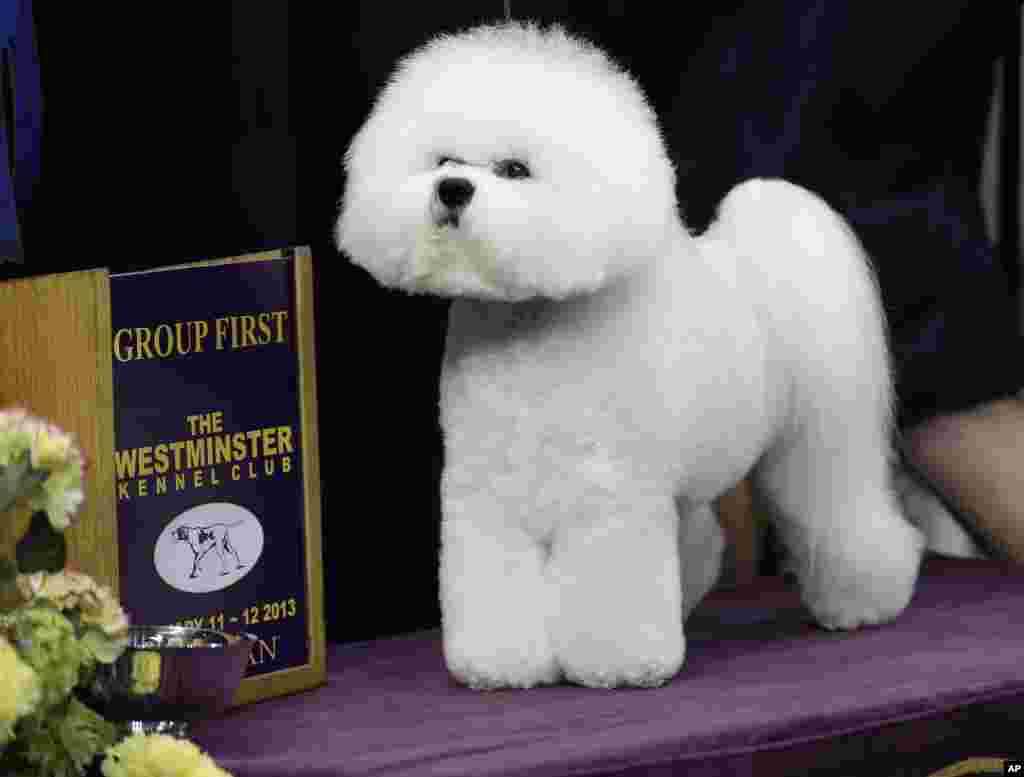 Honor, a Bichon Frise, and winner of the non-sporting group, is shown during the Westminster Kennel Club dog show, February 11, 2013, at Madison Square Garden in New York.