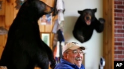 FILE - A bear hunter is seen with trophies at a hunting lodge in Wilton, Maine.